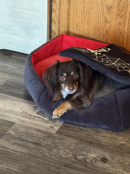 Entry image for Cappuccino . Clicking this image will show a larger photo