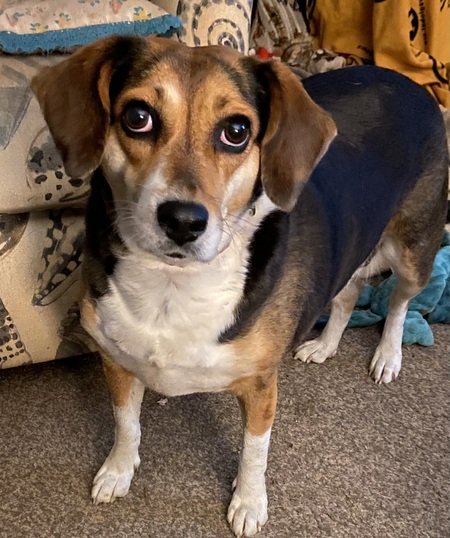 Entry image for Phoebe. Clicking this image will show a larger photo