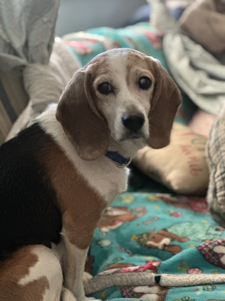 Entry image for Finn. Clicking this image will show a larger photo