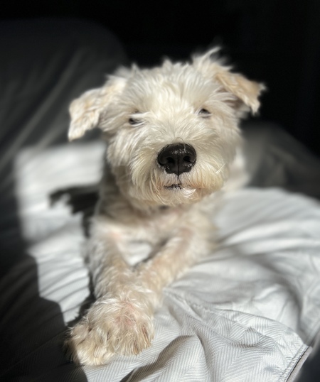 Entry image for Piper. Clicking this image will show a larger photo