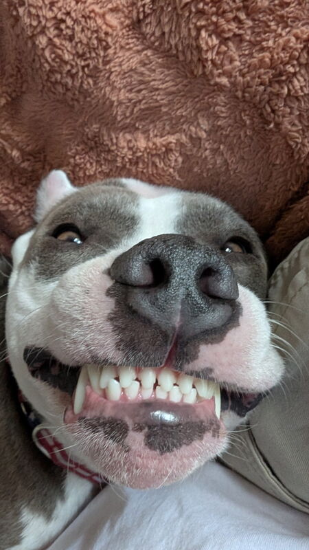 Entry image for Poe. Clicking this image will show a larger photo