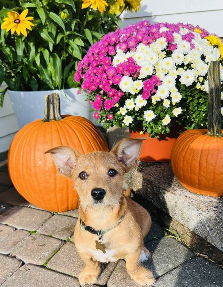 Entry image for Dougie. Clicking this image will show a larger photo