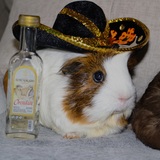Entry image for Cookie