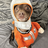 Entry image for Monty