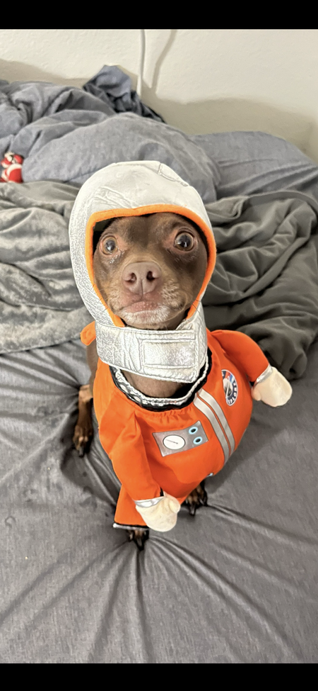 Entry image for Monty. Clicking this image will show a larger photo