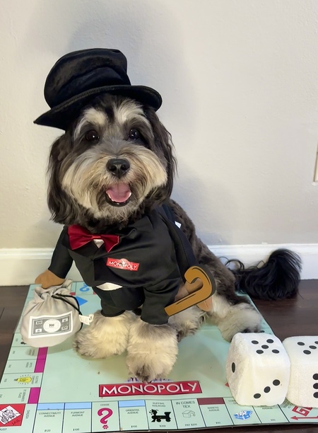 Entry image for Gus. Clicking this image will show a larger photo