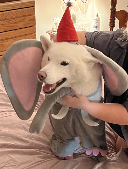 Entry image for Ela Yona. Clicking this image will show a larger photo