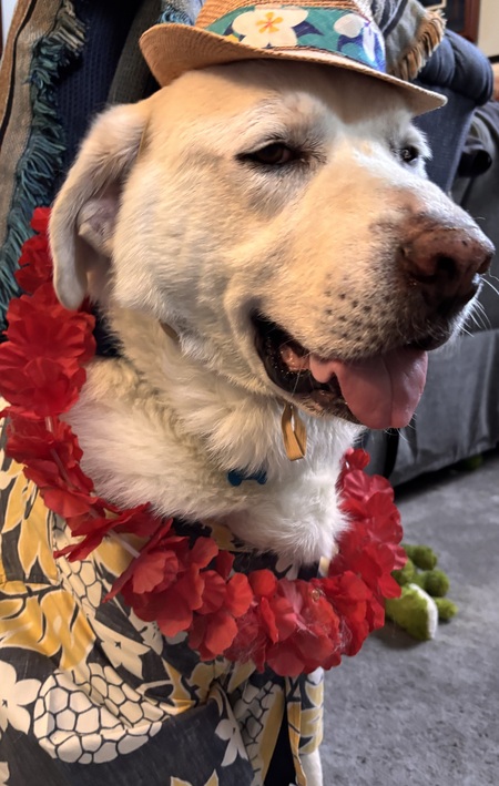 Entry image for Gus. Clicking this image will show a larger photo