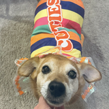 Entry image for Pumpkin