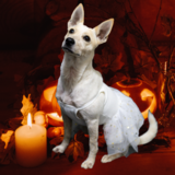 Entry image for Appa