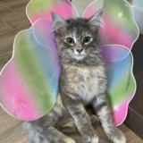 Entry image for Muffin