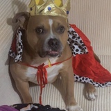 Entry image for Rocco 