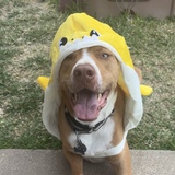 Entry image for Freckles  