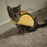 Entry image for bambi 