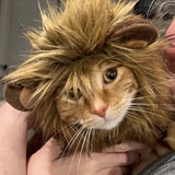 Entry image for Nacho