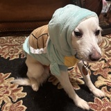 Entry image for Christopher Hemsworth Lee I