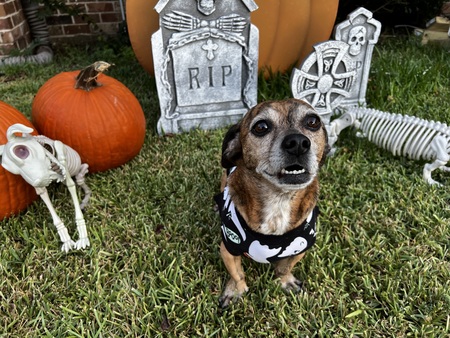 Entry image for Marley. Clicking this image will show a larger photo