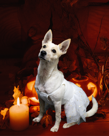 Entry image for Appa. Clicking this image will show a larger photo