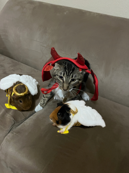 Entry image for Muffin & Nico & Pancake. Clicking this image will show a larger photo