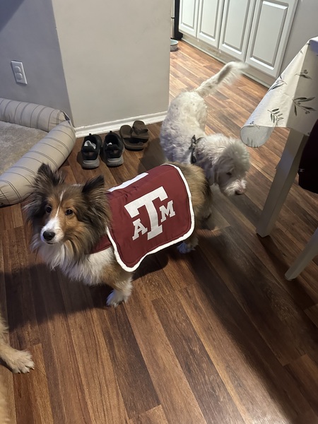 Entry image for Winston. Clicking this image will show a larger photo