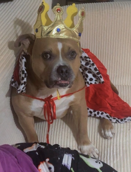 Entry image for Rocco . Clicking this image will show a larger photo
