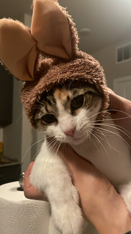 Entry image for Panini . Clicking this image will show a larger photo