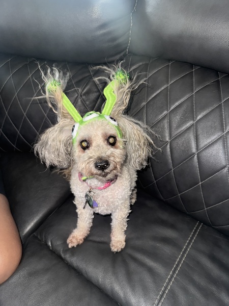 Entry image for Bella. Clicking this image will show a larger photo