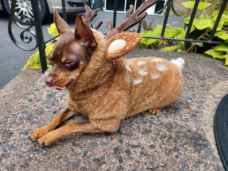 Entry image for Kadoo. Clicking this image will show a larger photo