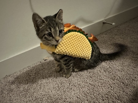 Entry image for bambi . Clicking this image will show a larger photo