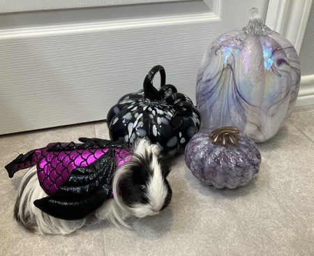 Entry image for Lyra. Clicking this image will show a larger photo