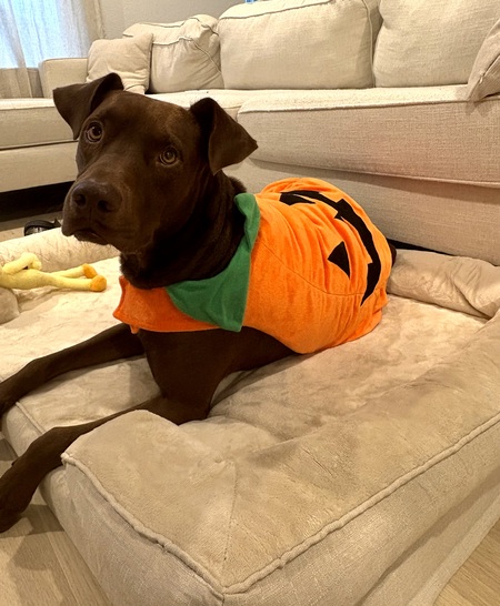 Entry image for Willy Wonka and the Pumpkin Factory. Clicking this image will show a larger photo