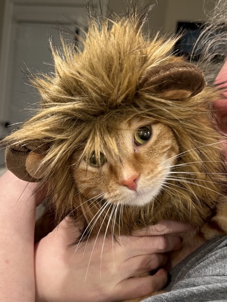 Entry image for Nacho. Clicking this image will show a larger photo