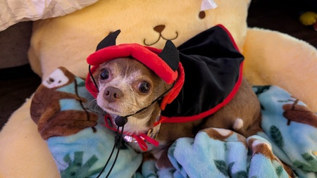 Entry image for Hazelnut. Clicking this image will show a larger photo