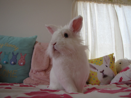 Tribble