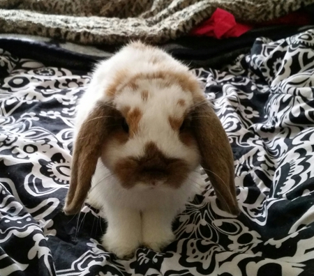 Daisy