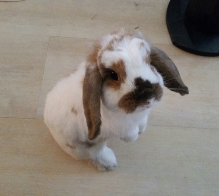 Daisy