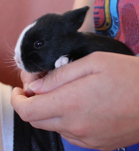 Skunky Da Bunny