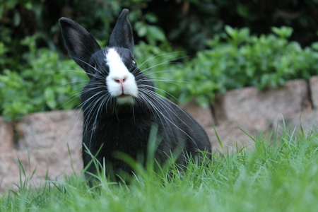 Skunky Da Bunny