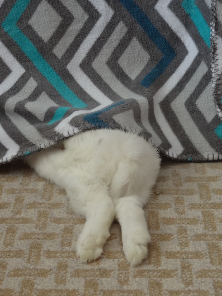 Finnegan