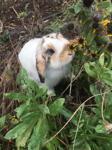 Caesar