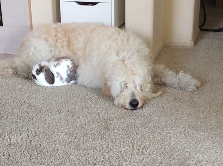 Bun Bun and Cooper