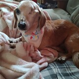 Entry image for Hotdog (Diggy)