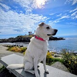 Entry image for Nubble