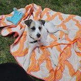 Entry image for Lily