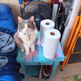 Entry image for Mitzi
