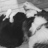 Entry image for Miss Dottie Bears and Martin Luther 