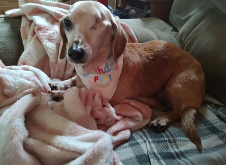 Entry image for Hotdog (Diggy). Clicking this image will show a larger photo