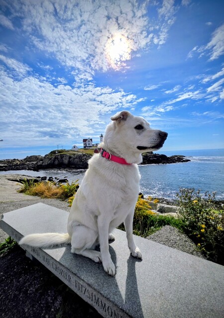 Entry image for Nubble. Clicking this image will show a larger photo