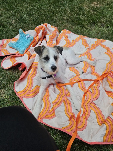 Entry image for Lily. Clicking this image will show a larger photo