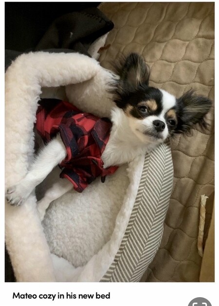 Entry image for Mateo. Clicking this image will show a larger photo
